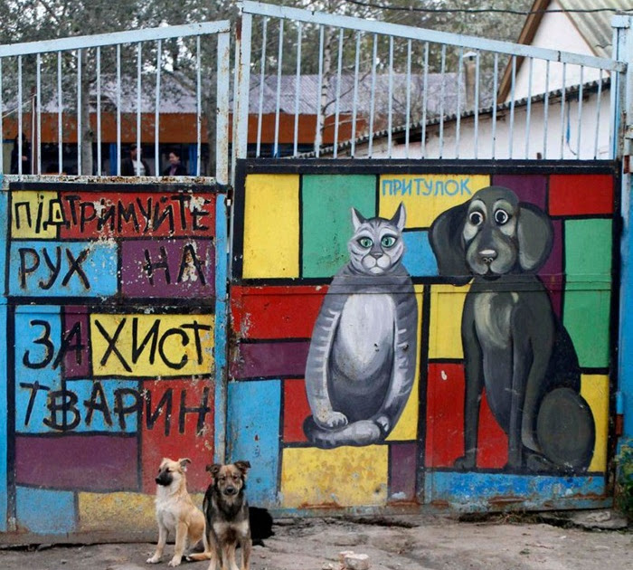 Shelter for Homeless Animals in Pirogovo, Ukraine Amusing
